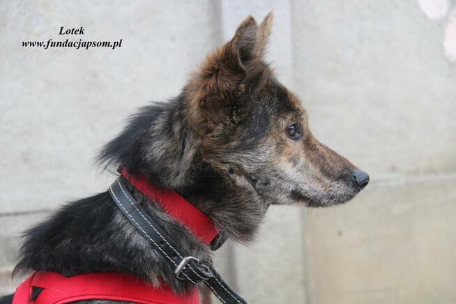 Lotek - dostojny młodzieniec