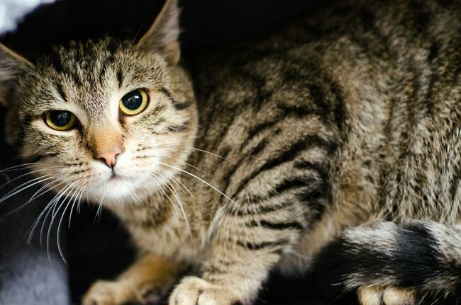 Harry-delikatny, wycofany, przepiękny, roczny kocurek czeka