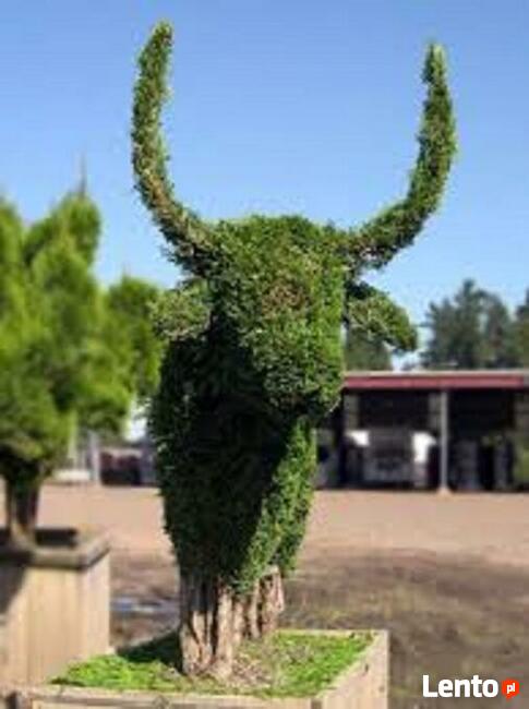 Sadzenie tui śląsk , tuje śląsk szkółka dostawa gratis !