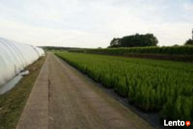 Sadzenie tui śląsk , tuje śląsk szkółka dostawa gratis !