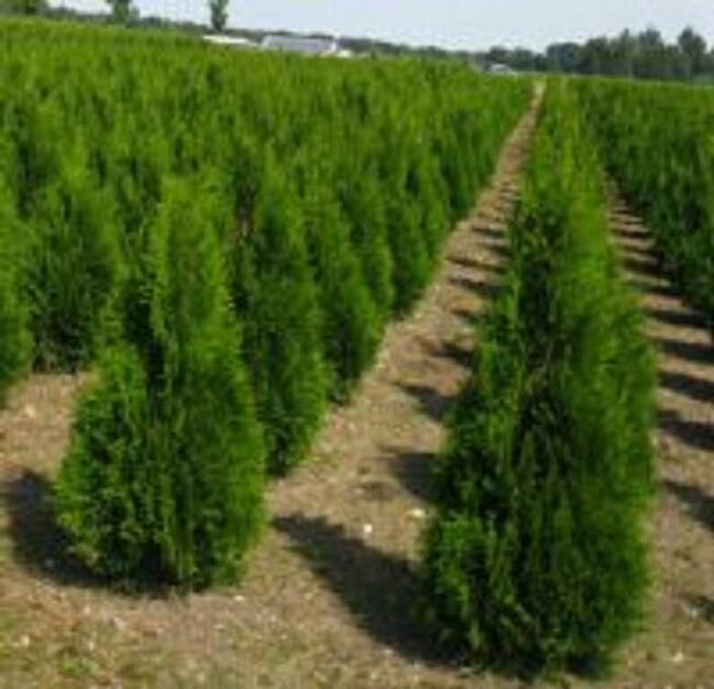 Sadzenie tui śląsk , tuje śląsk szkółka dostawa gratis !