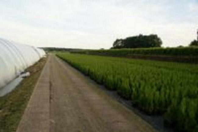 Tuje Szmaragd małopolska - dostawa , sadzimy !