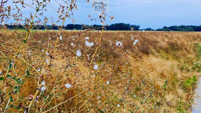 Działka budowlana Sporniak gm. Konopnica