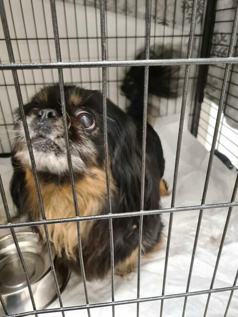 Znaleziono dwa psy Pekińczyki