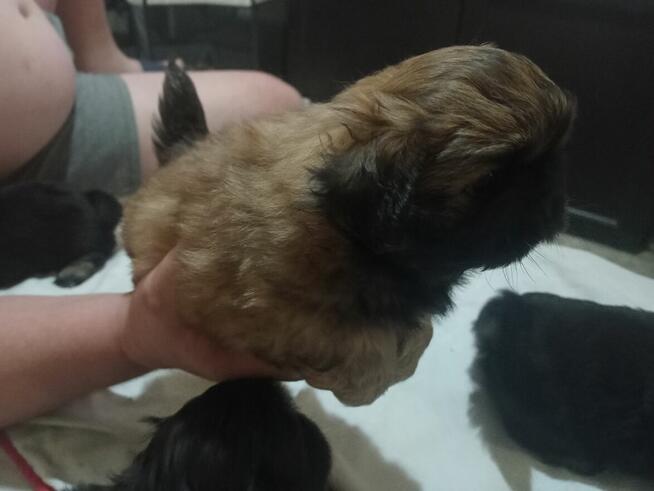 Pekinczyki Kròlewskie