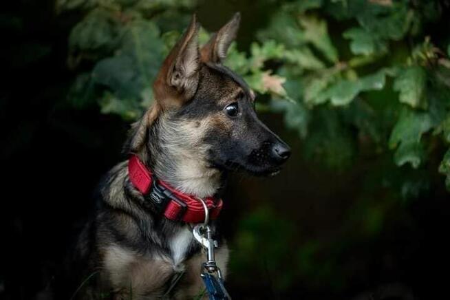 Pilne!! Irysek ok roczny malutki piesek czeka na dom Jadowo