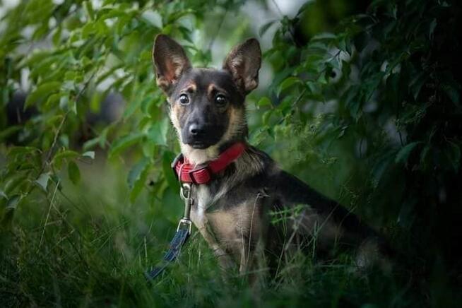 Pilne!! Irysek ok roczny malutki piesek czeka na dom Jadowo