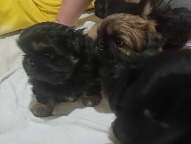 Pekinczyki Kròlewskie