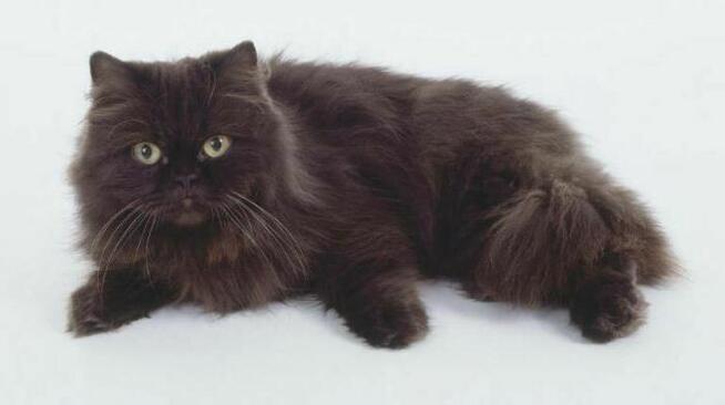 kot czarny długowłosy