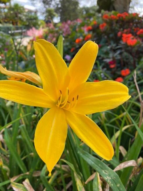 Nauczyciel wspomagający,