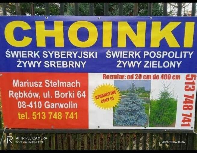 Choinki świerki