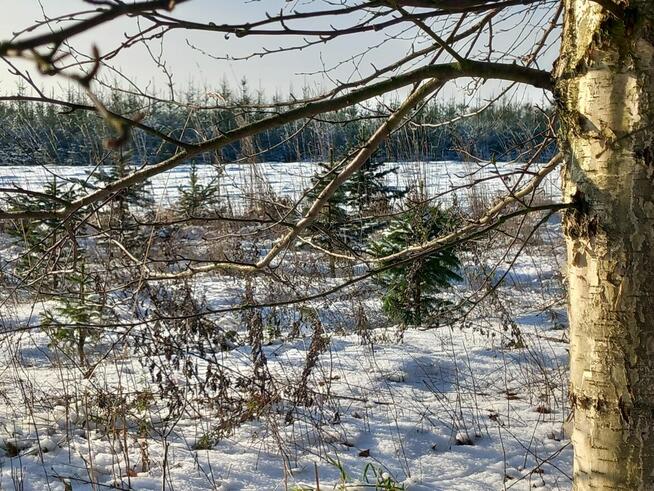 Choinki cięte na sprzedaż z własnej plantacji. Świerk .