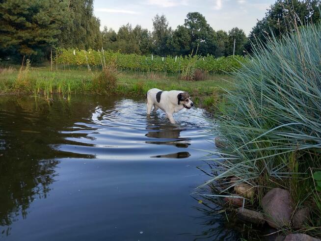 Hotel dla małego psa PSANATORIUM