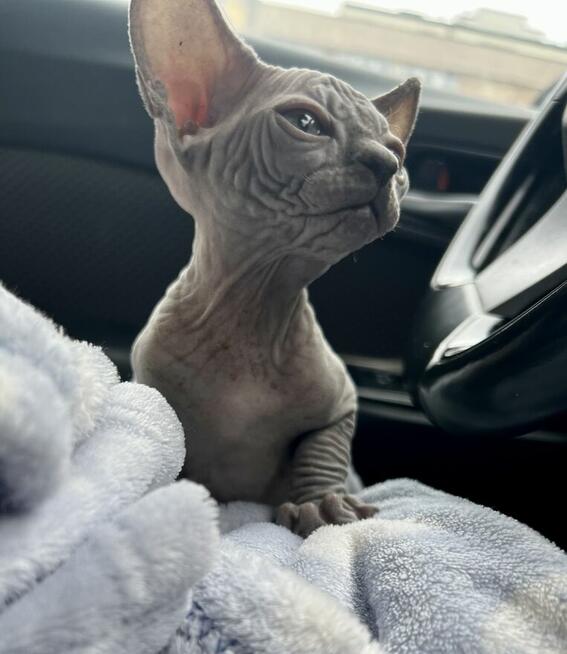 Yoda ️ śliczny niebieski Kocurek (solid a) W-wa & Śląsk