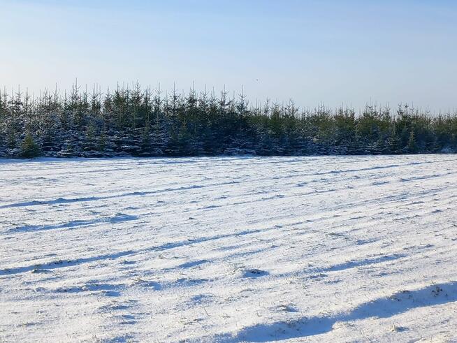 Choinki cięte na sprzedaż z własnej plantacji. Świerk .