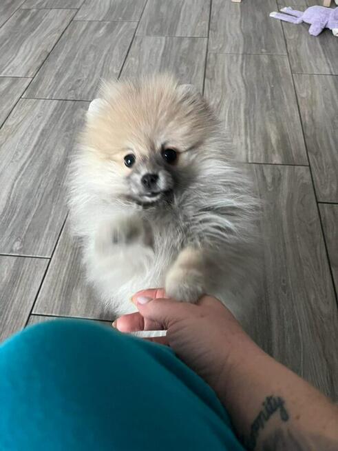 Szpic Pomeranian