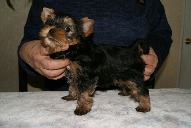 Yorkshire terrier FCI