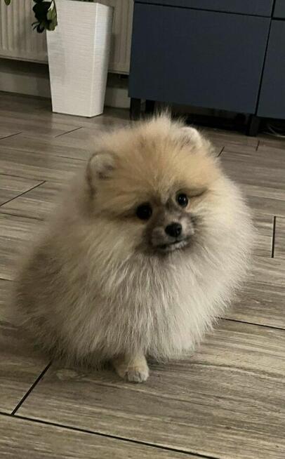 Szpic Pomeranian