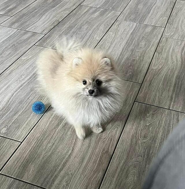 Szpic Pomeranian