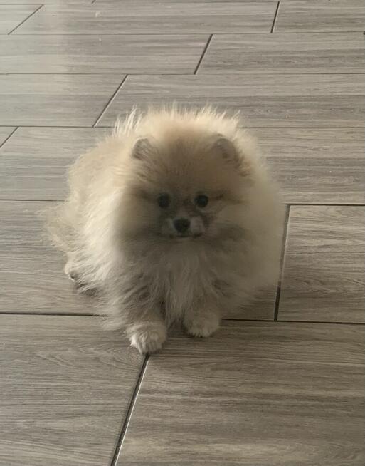 Szpic Pomeranian