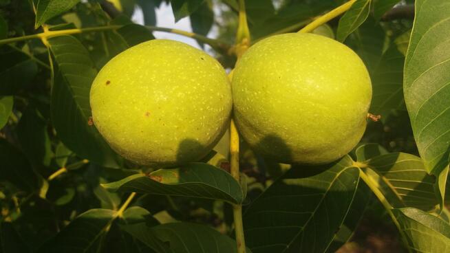 Orzech Włoski - bardzo smaczny. Zbiór z 2023 roku