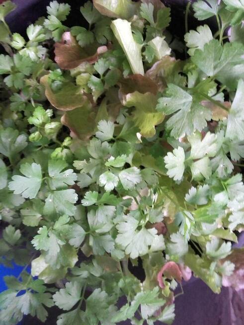 Ogórek Rosyjski Palczik Gruzin Kustowoj nasiona kolekcja