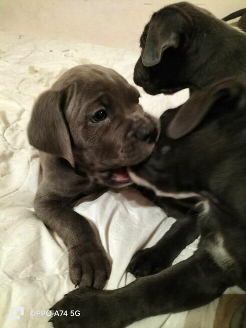 8 wspaniałych szczeniaczków cane corso