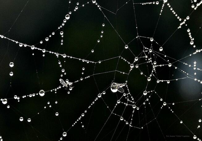 Poszukuję pracy zdalnej