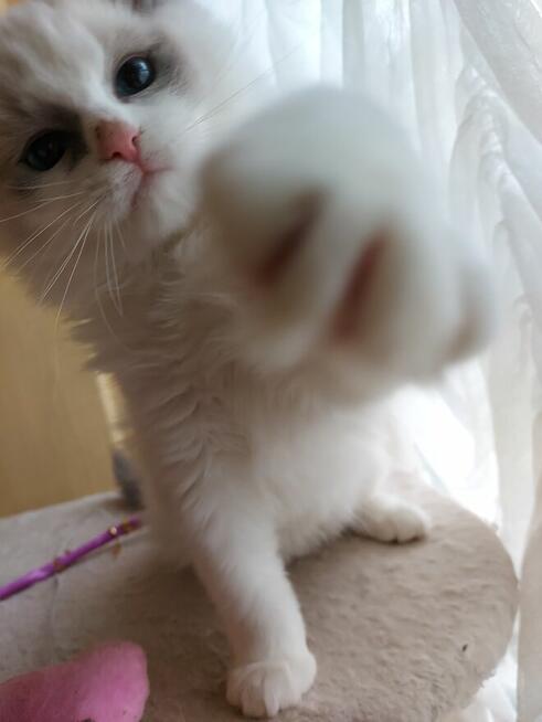 RagdoLL100% zapraszamy do rezerwacji i odbioru