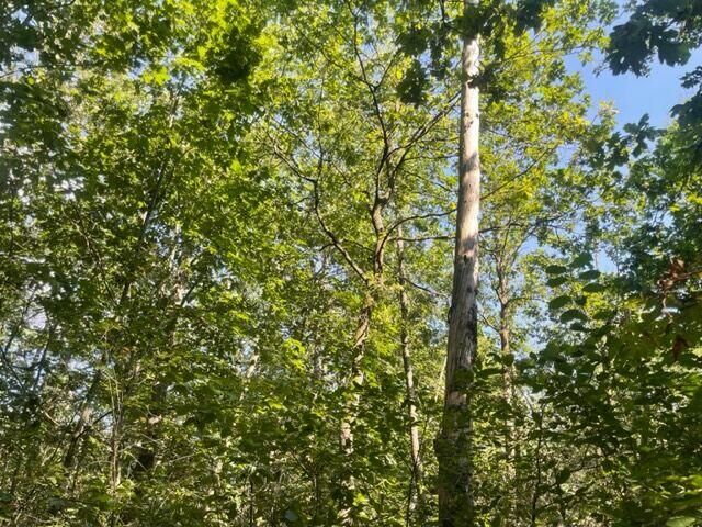 DZIAŁKA LEŚNA W MIEJSCOWOŚCI SŁUPIEC, GMINA SZCZUCIN !!