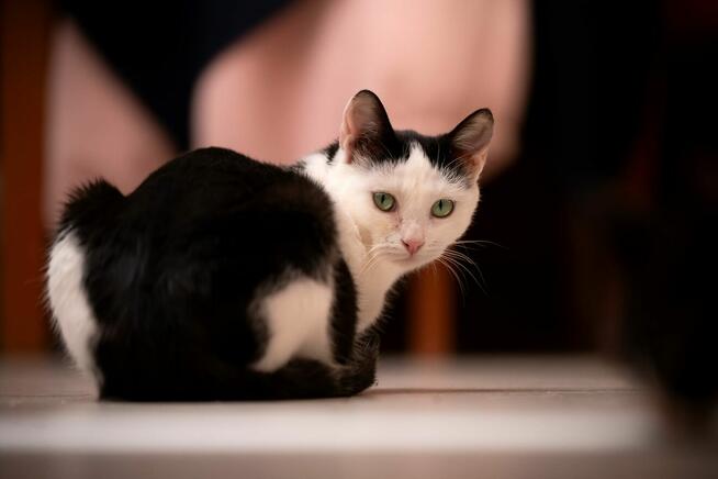 Rina - młoda, piękna, miziasta koteczka!