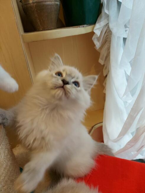 Ragdoll WCF/PZF -rodowód/badania genetyczne- odbiór