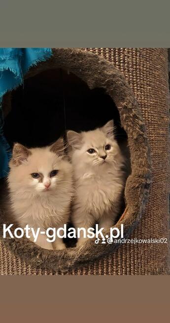 Ragdoll kotki i Kocurki są wolne do wyboru