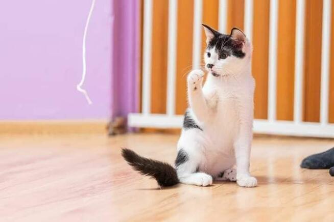 Plamek - 5 miesięczny kociak do pokochania!