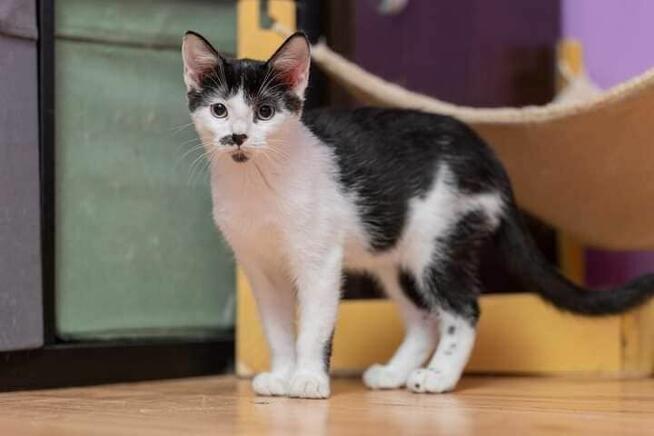 Plamek - 5 miesięczny kociak do pokochania!