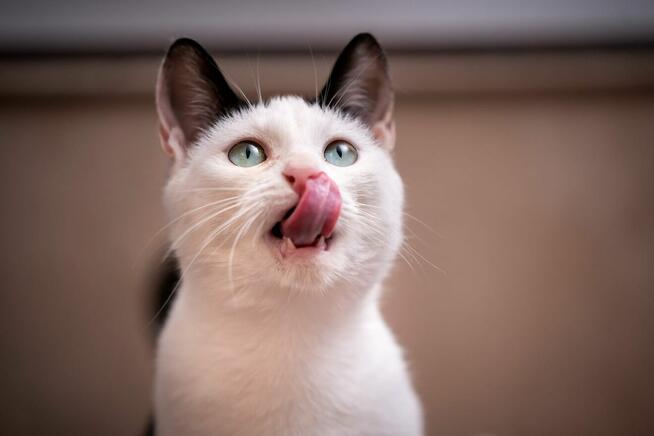 Rina - młoda, piękna, miziasta koteczka!