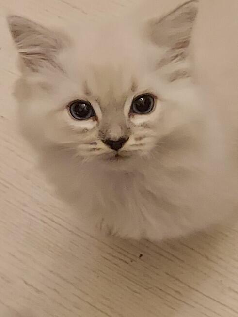 RagdoLL100% zapraszamy do rezerwacji i odbioru