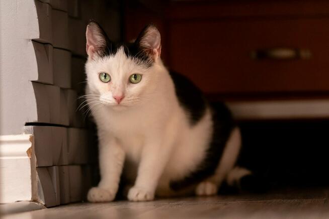 Rina - młoda, piękna, miziasta koteczka!