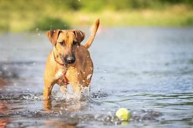 Ciapek - roczny, wesoły psiak do pokochania