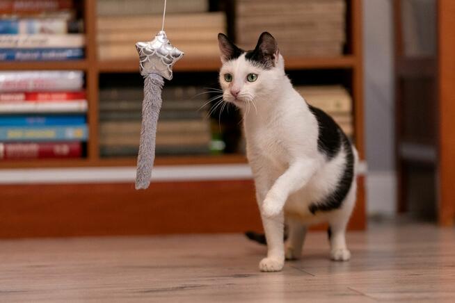 Rina - młoda, piękna, miziasta koteczka!