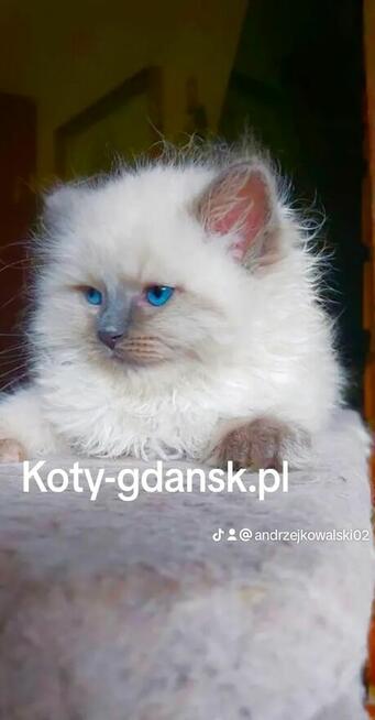 RagdoLL100% zapraszamy do rezerwacji i odbioru