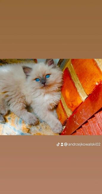 RagdoLL100% zapraszamy do rezerwacji i odbioru