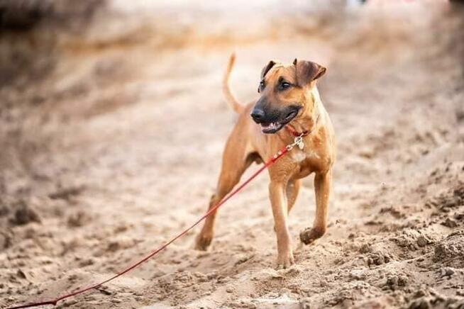 Ciapek - roczny, wesoły psiak do pokochania