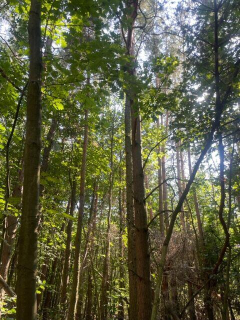 DZIAŁKA LEŚNA W MIEJSCOWOŚCI SŁUPIEC, GMINA SZCZUCIN !!