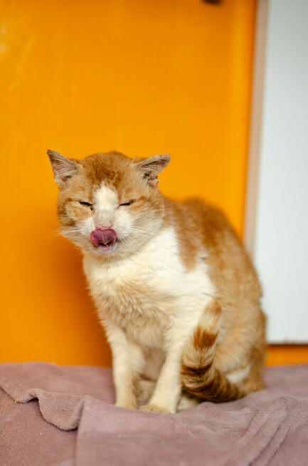 Rudy - kochany koci dziadek szuka domu!