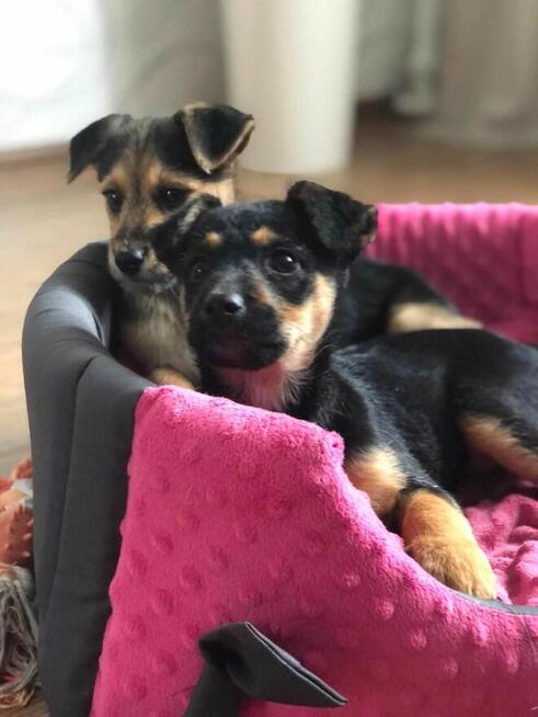 Miło do adopcji
