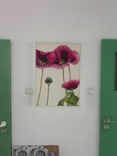 Obraz maki do salonu, przedpokoju