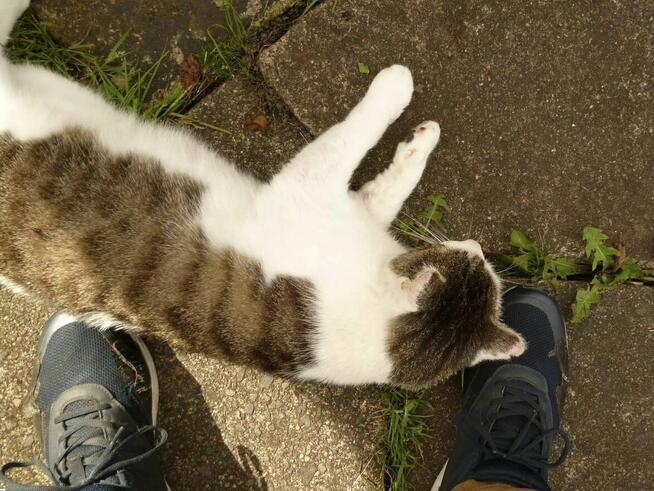 Boluś ok.2 let. piękny kochany porzucony kotek szuka domu.