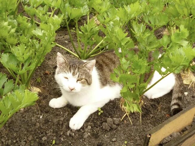 Boluś ok.2 let. piękny kochany porzucony kotek szuka domu.