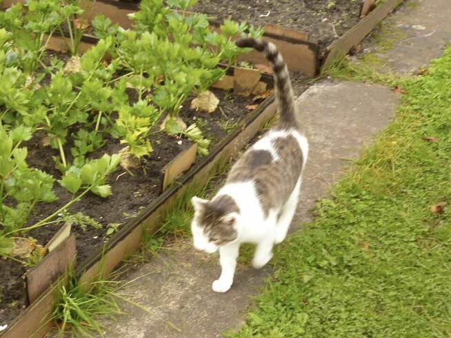Boluś ok.2 let. piękny kochany porzucony kotek szuka domu.